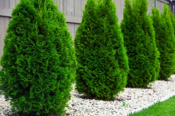 Arborvitae Planting in Pueblo