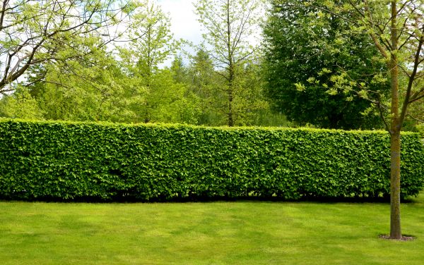 Hedge Planting in Pueblo