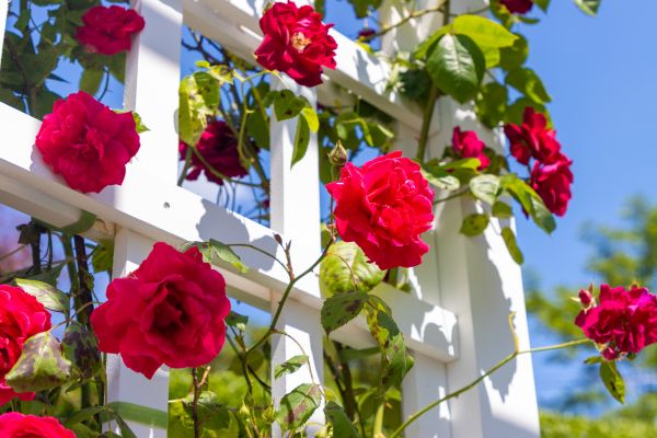 Home Gardening Service in Pueblo