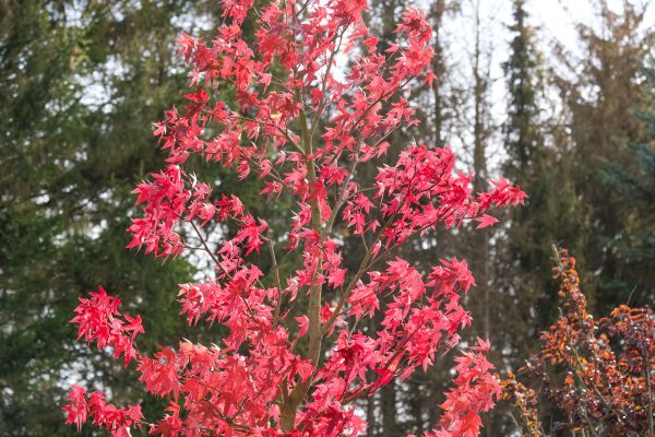Japanese Maple Planting in Pueblo