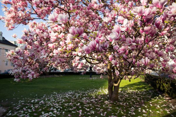 Magnolia Tree Planting in Pueblo
