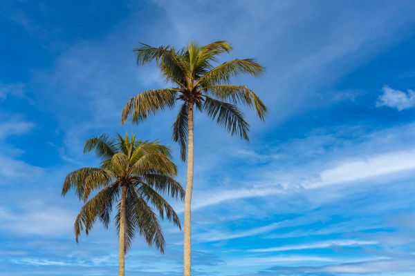 Palm Tree Planting in Pueblo