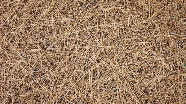 Pine Needles Delivery in Pueblo