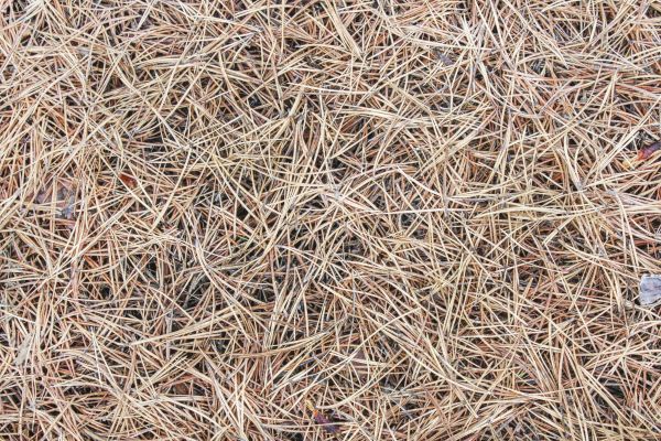 Pine Straw Installation in Pueblo