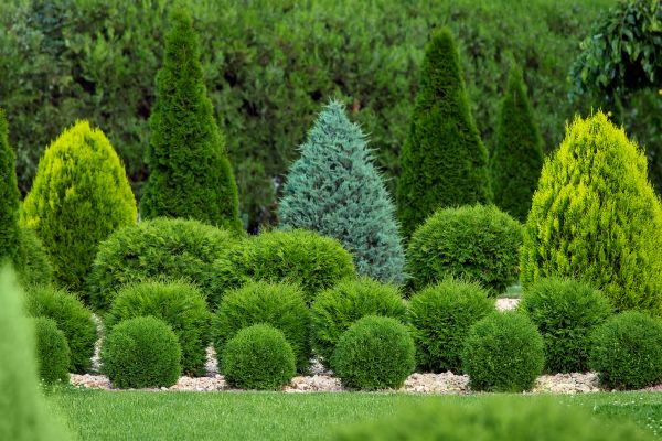 Shrub Replacement in Pueblo
