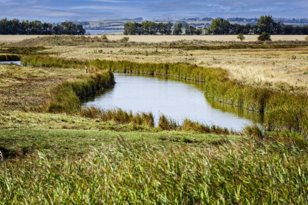 Swale Landscaping in Pueblo