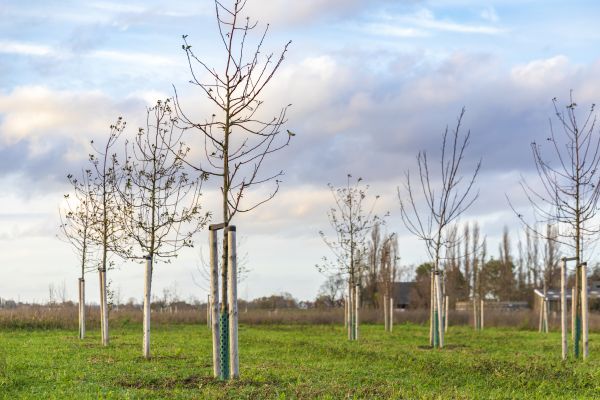 Tree Installation Service in Pueblo
