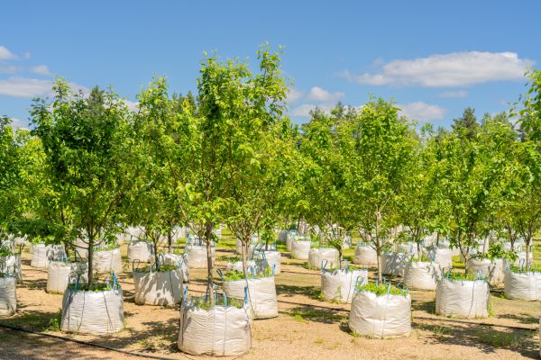 Tree Planting Service in Pueblo