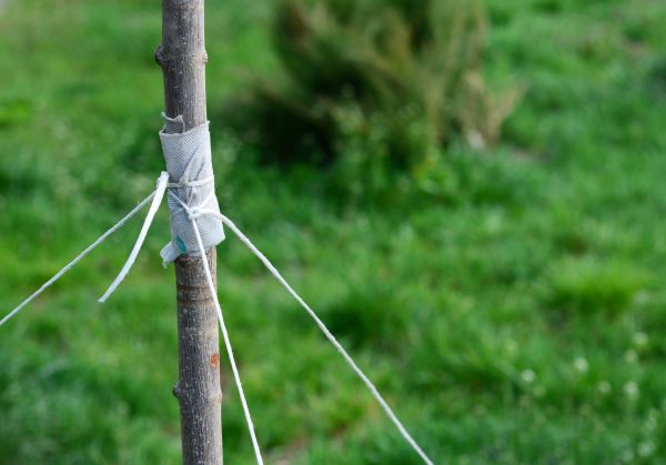 Tree Staking Service in Pueblo