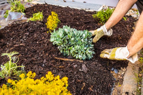 Weeding And Mulching in Pueblo