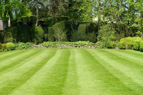 Lawn Renovation in Pueblo