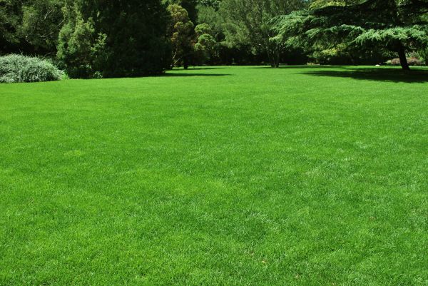 Lawn Landscaping in Pueblo