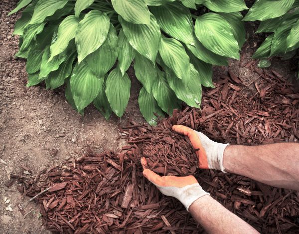 Shredded Mulch Service in Pueblo
