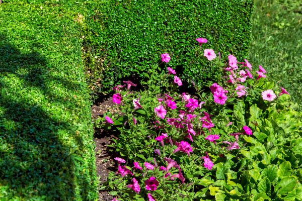 Softscaping Service in Pueblo