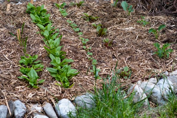 Mulch Service in Pueblo