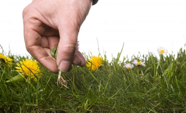 Lawn Weeding in Pueblo
