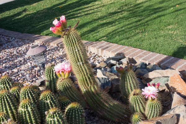 Desert Landscaping in Pueblo