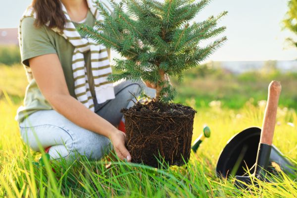 Spruce Tree Planting in Pueblo