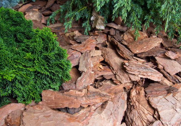 Pine Bark Installation in Pueblo