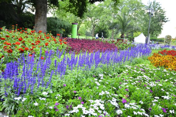 Perennials Planting in Pueblo