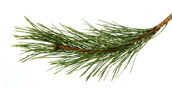 Pine Needles Installation in Pueblo