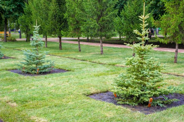Privacy Trees Planting in Pueblo