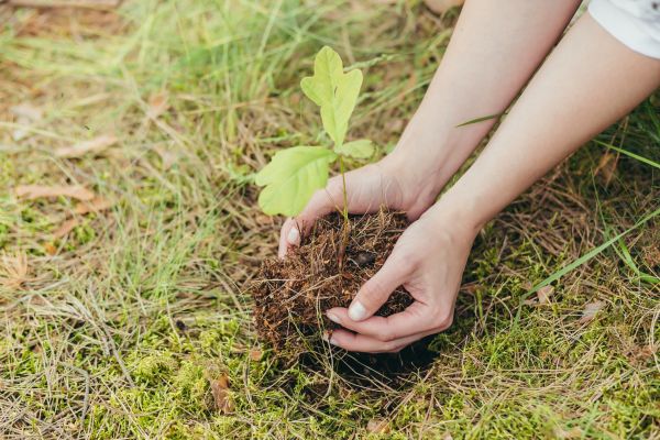 Oak Tree Planting in Pueblo