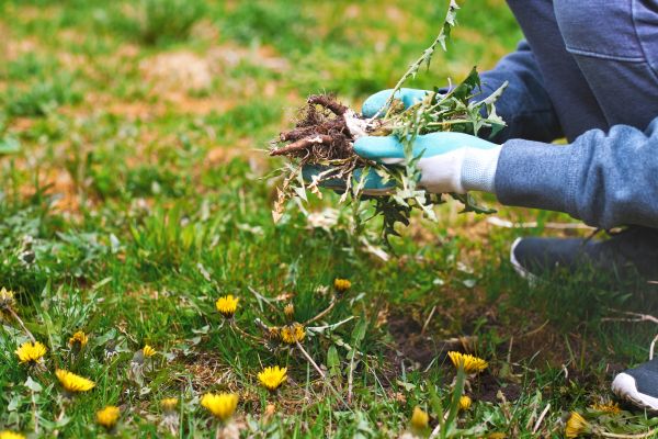 Flower Bed Clearing in Pueblo
