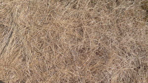 Pine Straw Replacement in Pueblo