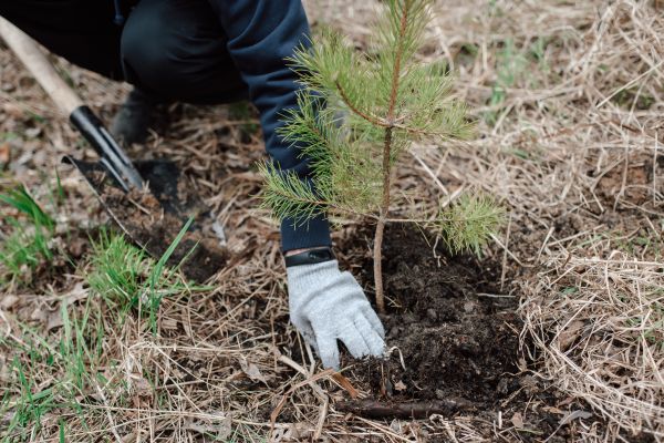 Pine Tree Planting in Pueblo
