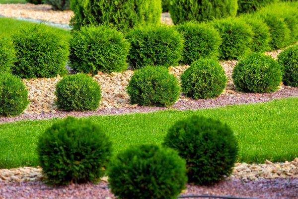Bush Replacement in Pueblo