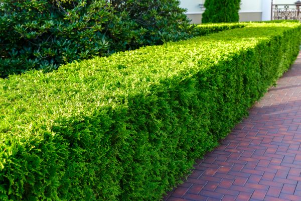 Hedge Installation in Pueblo