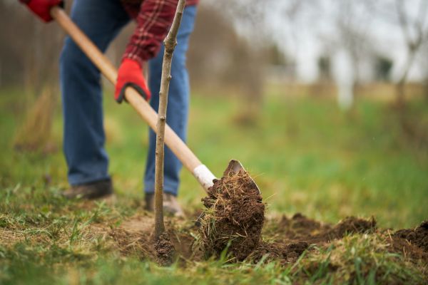 Trees Planting in Pueblo