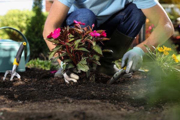 Plant Replacement in Pueblo