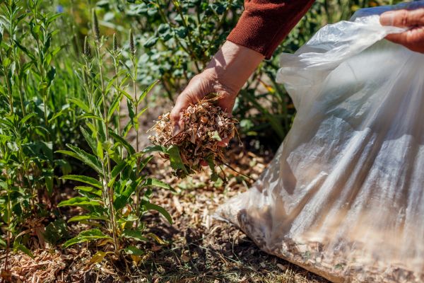 Wood Mulch Installation in Pueblo
