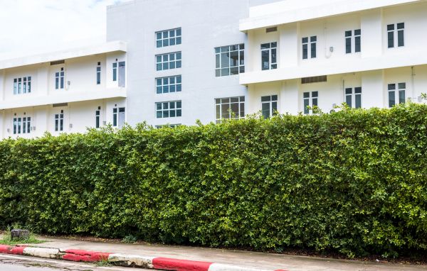 Privacy Landscaping in Pueblo