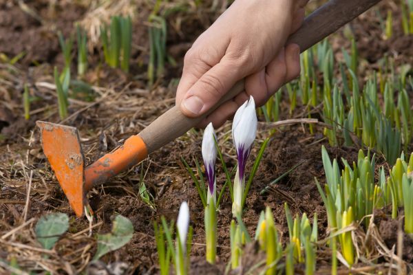Flower Garden Weeding in Pueblo