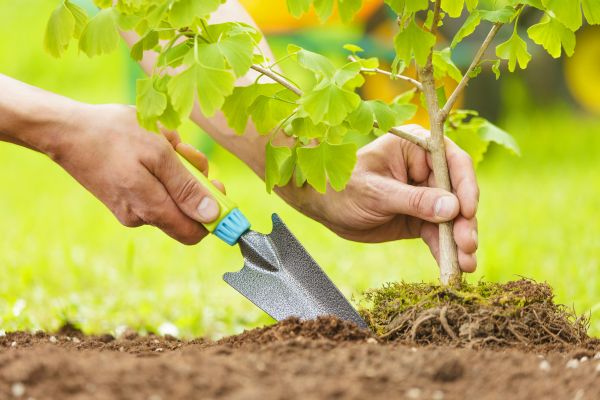 Fruit Tree Planting in Pueblo