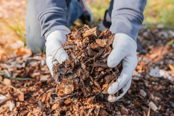 Shredded Mulch Installation in Pueblo