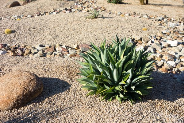 Xeriscaping Service in Pueblo