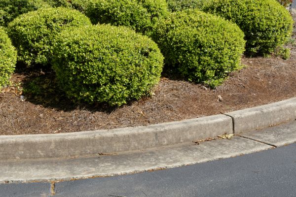 Pine Mulch Installation in Pueblo
