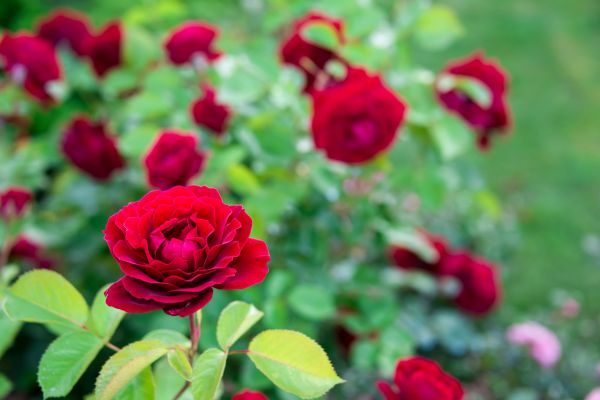 Rose Planting in Pueblo