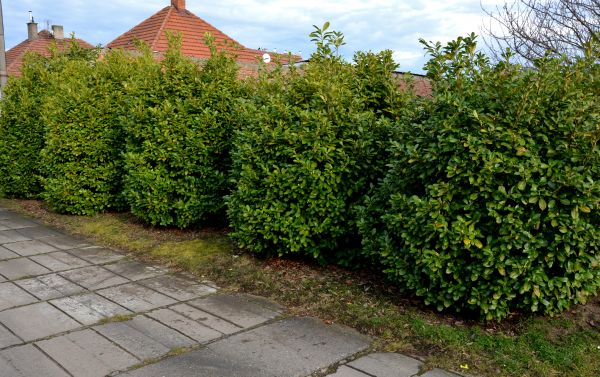 Privacy Shrub Installation in Pueblo
