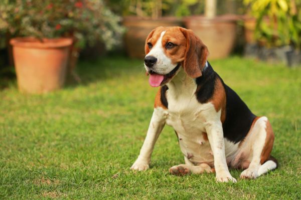 Dog Friendly Landscaping in Pueblo