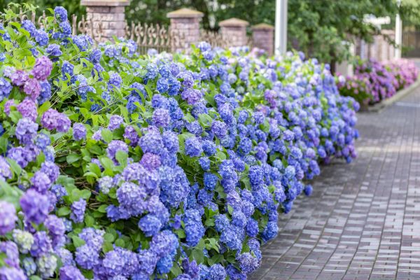 Hydrangea Landscaping in Pueblo