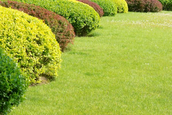 Shrubbery Planting in Pueblo
