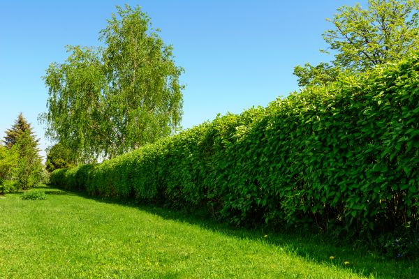 Hedge Replacement in Pueblo