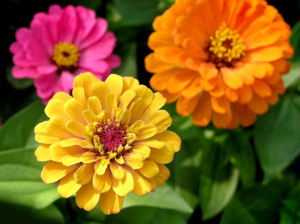 Zinnia Planting in Pueblo