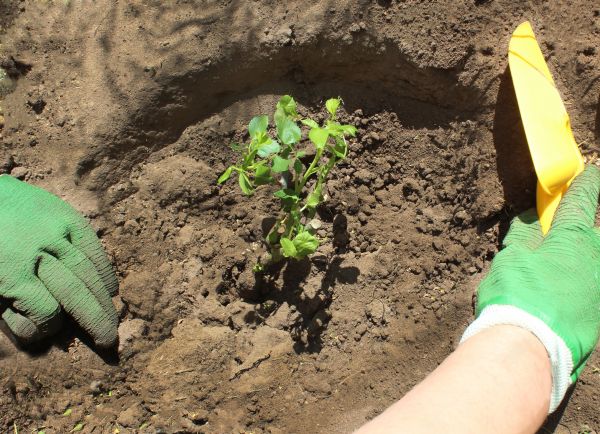 Rose Bush Planting in Pueblo