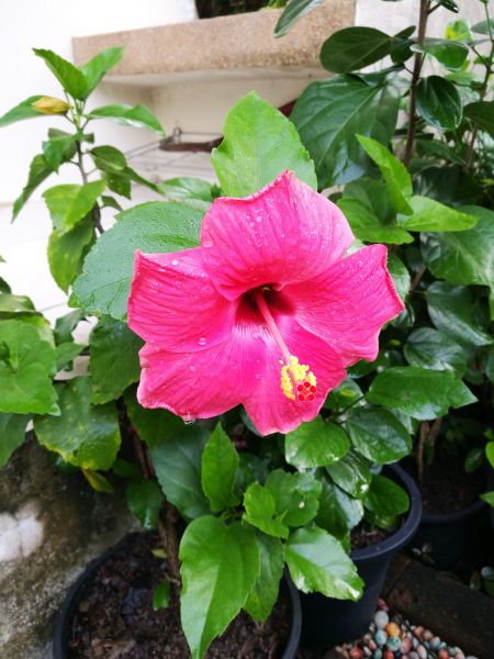 Hibiscus Planting in Pueblo